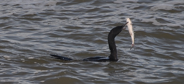 cormorant eating fish